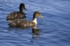 Little ducks