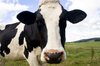 Cow portrait