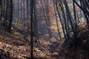 Autumn Forest