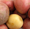 potatoes