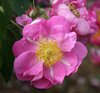 Pink rose