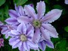 clematis 2