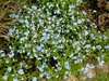 forget me nots