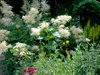 nature in my garden
