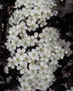 white spring blossoms