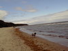 dog at the beach