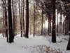 winter forest 3