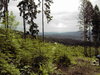 summer forest