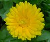 yellow blossom