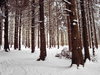 winter forest