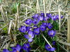 deep blue crocuses in a field