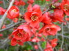 colourful spring time