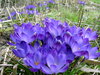 blue crocuses