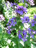 lunaria