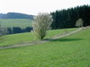 spring scenery