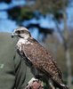falcon
