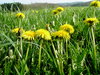 dandelions