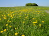 flower meadow