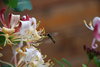 hover fly