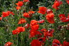 poppy field