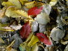 autumn foliage