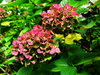 hortensias in autumn