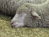sound asleep