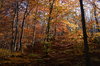Autumn Forest