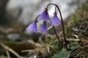 Snowbells