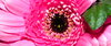 Gerbera