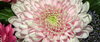Gerbera