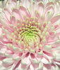Gerbera