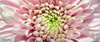 Gerbera