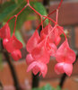 natural pink