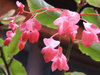 natural pink
