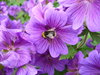 Flowers and Bee 1
