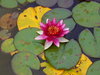 Water Lily