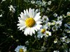 Daisies