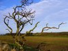 Gnarled Tree