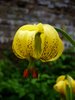 Beautiful Garden 4