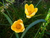 Spring Garden 1