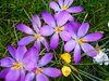 Spring Garden 5