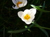 Spring Garden 3