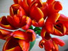 Tulips 1
