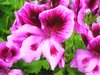 Graham's Garden 1