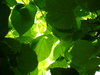 Leafscape 1