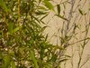 Garden Texture 1