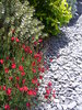 Summer Garden