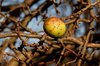 Autumn Apple on branch