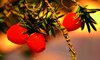 Red berries in morning sun